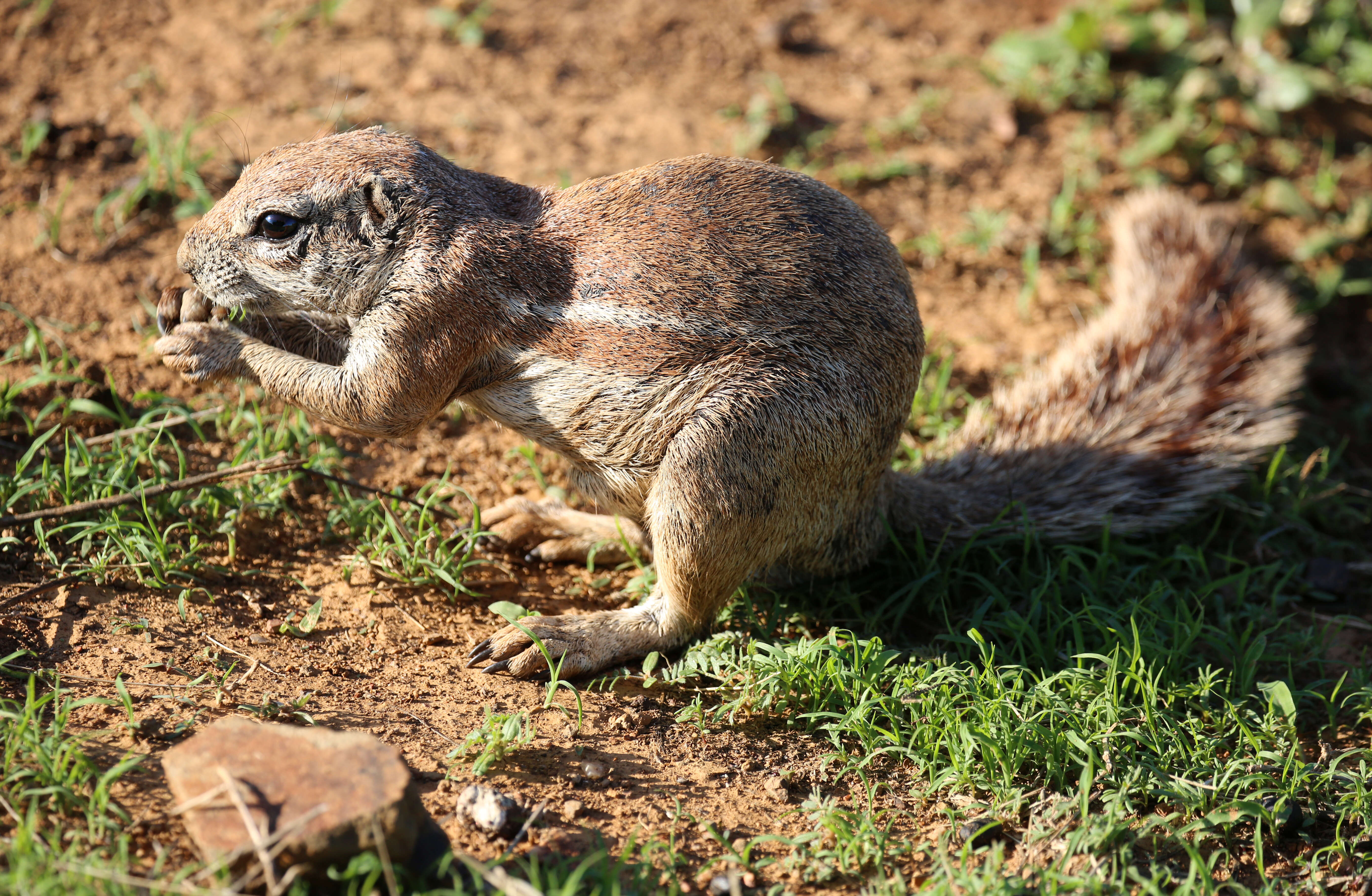 Слика од Xerus subgen. Geosciurus Smith 1834