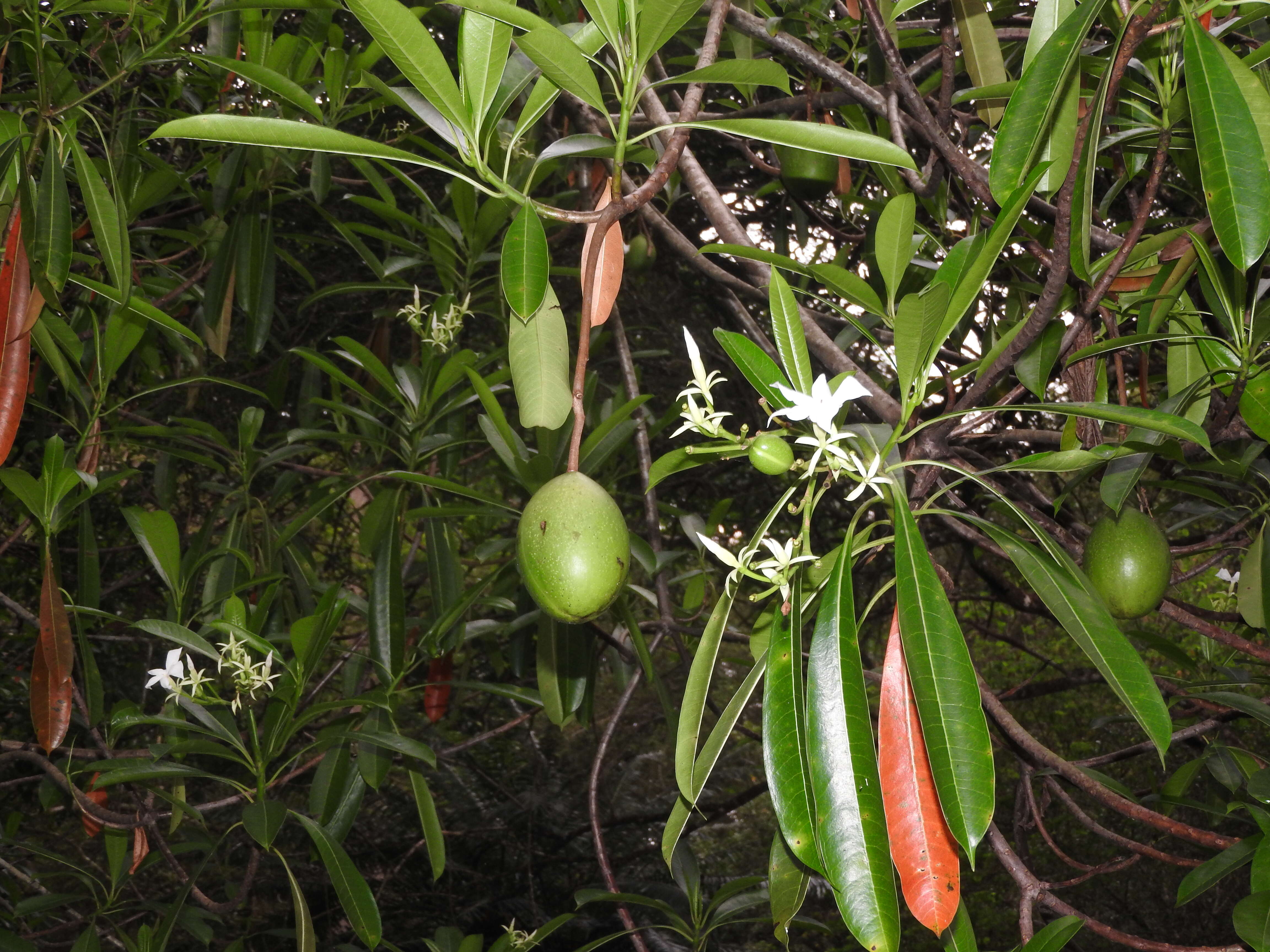 Imagem de Cerbera manghas L.