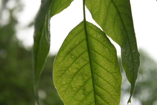 Image of eastern poison ivy