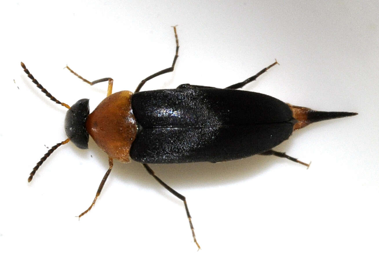 Image of Mordellochroa abdominalis