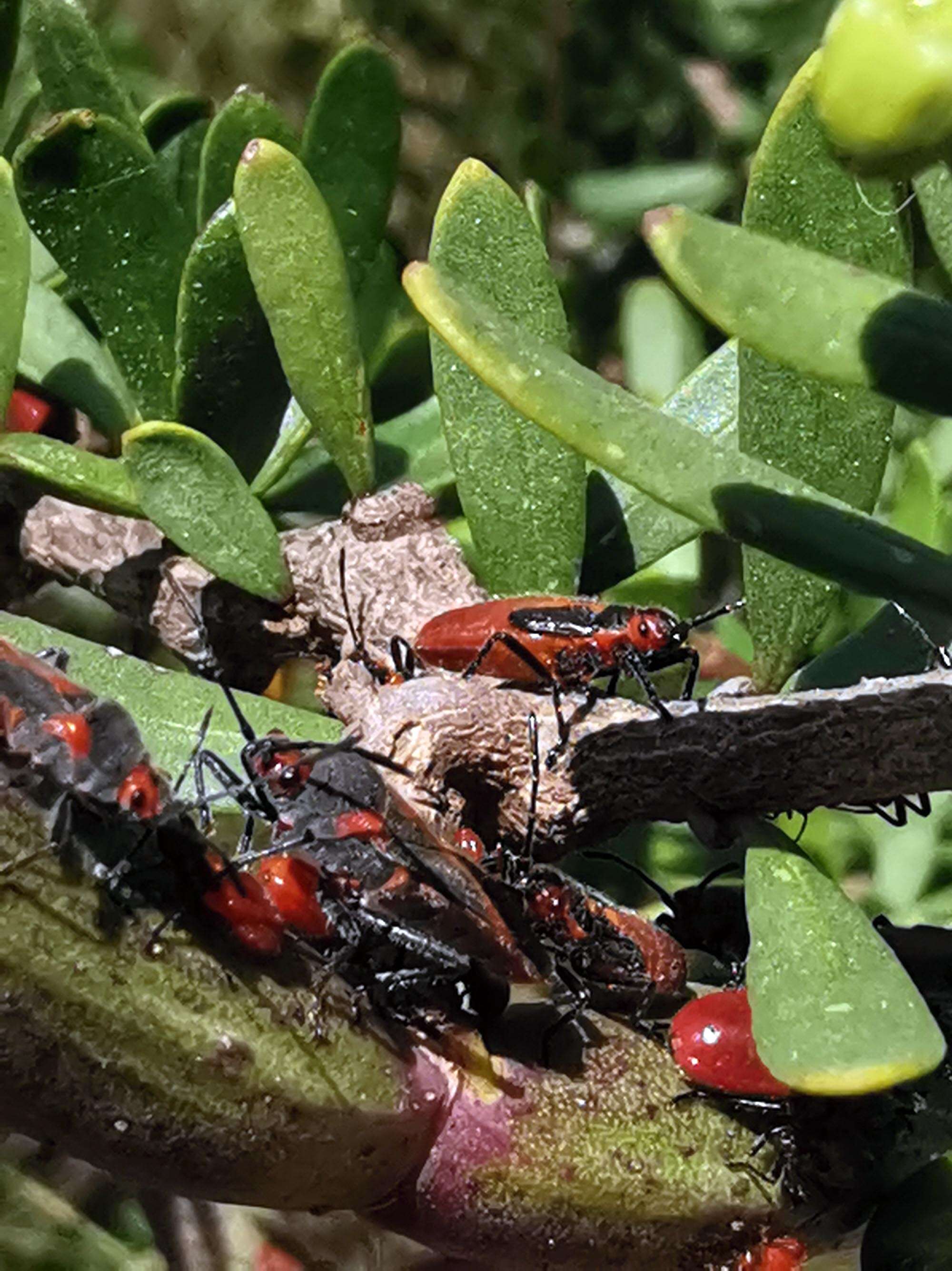 Image of Caenocoris nerii (Germar & E. F. 1847)