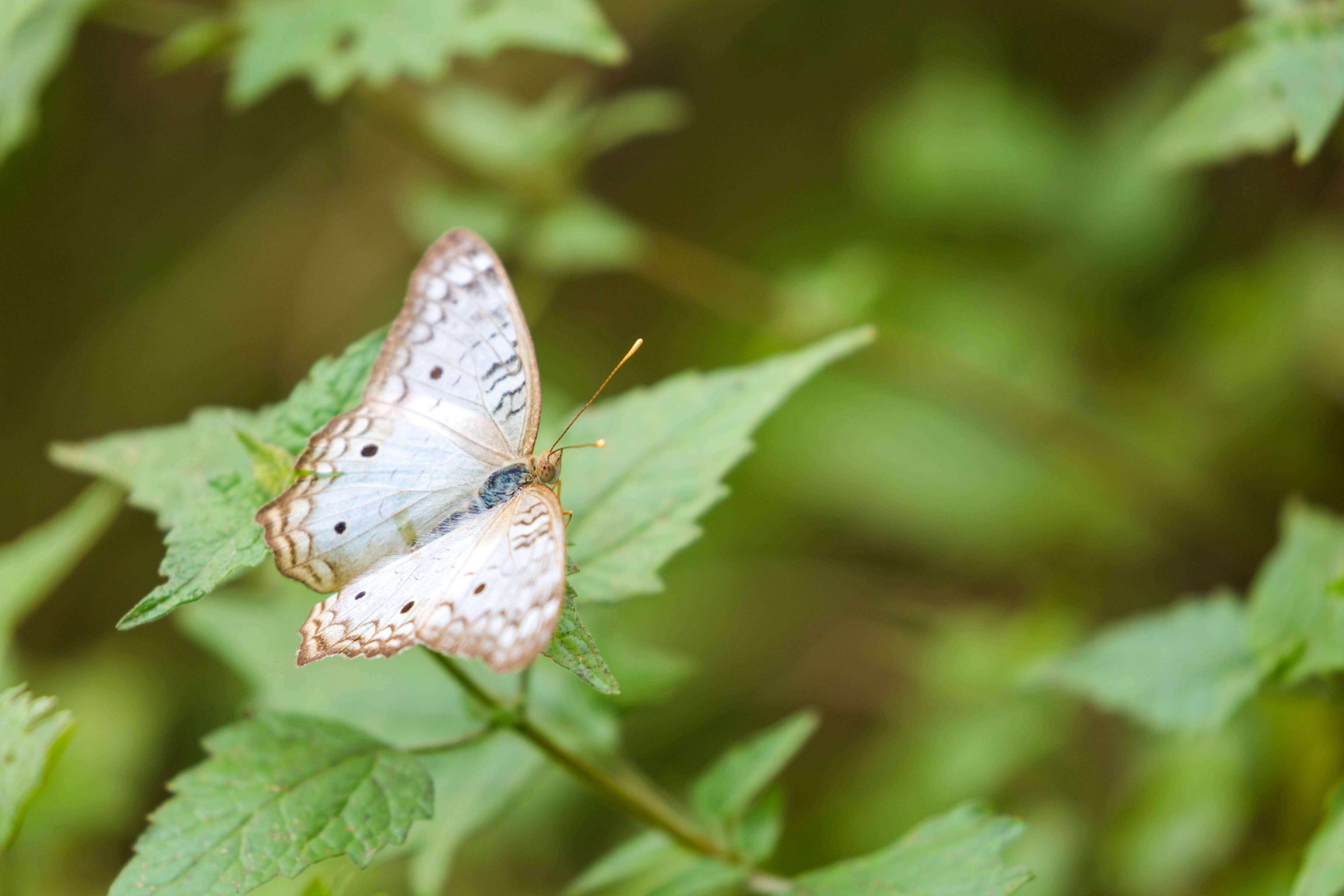 Image of White Peacock