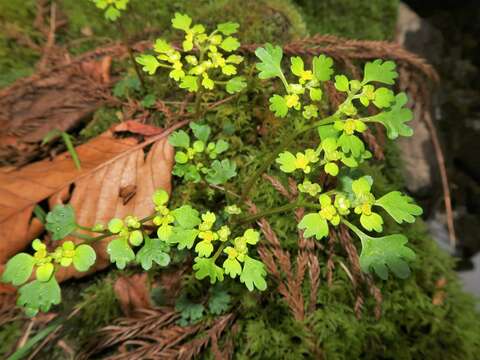 Plancia ëd Chrysosplenium