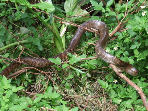 Image of King ratsnake