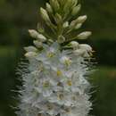 Image of Himalayan foxtail lily
