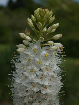 Image of Himalayan foxtail lily