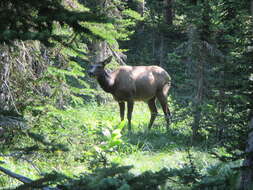 Image of Cervus canadensis nelsoni