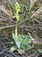 Image of Ophrys sphegodes subsp. atrata (Rchb. fil.) A. Bolòs