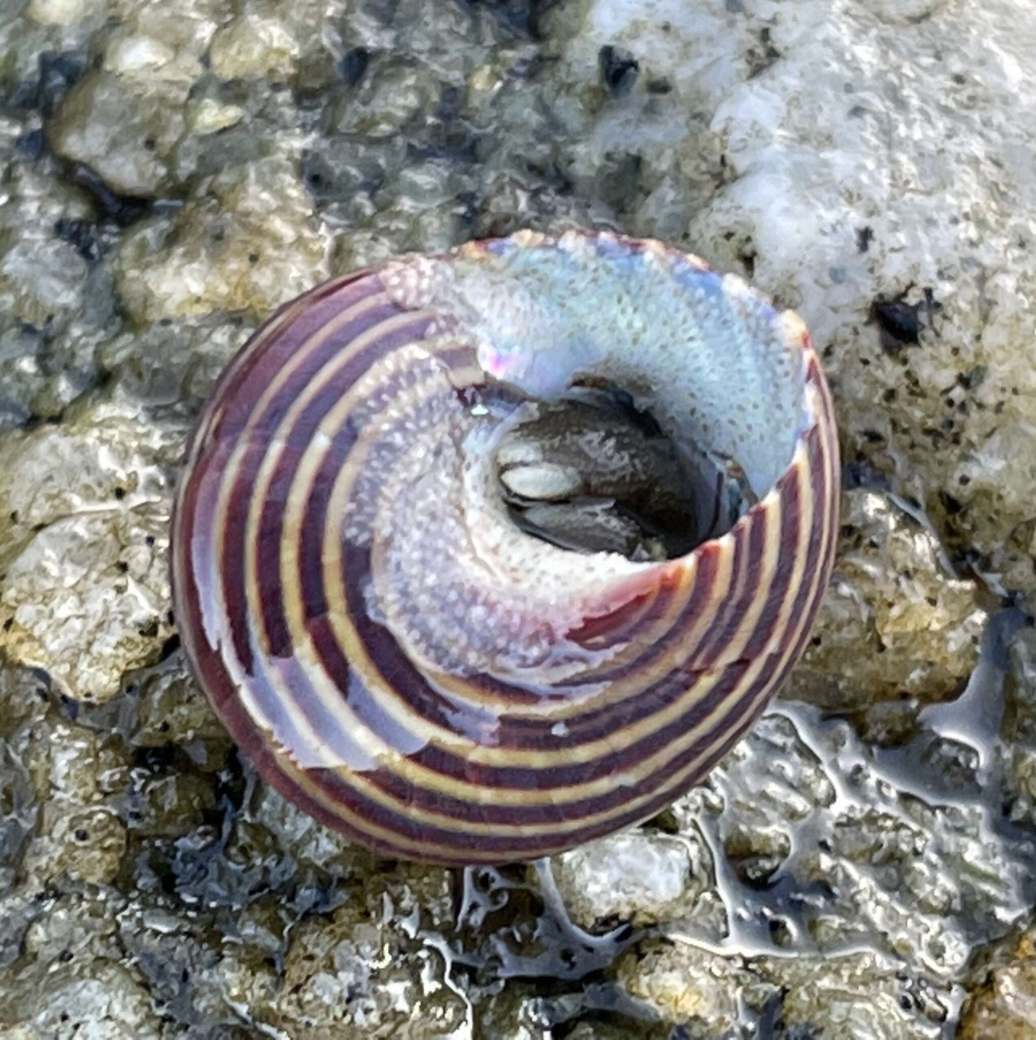 Image of Blue Top Snail