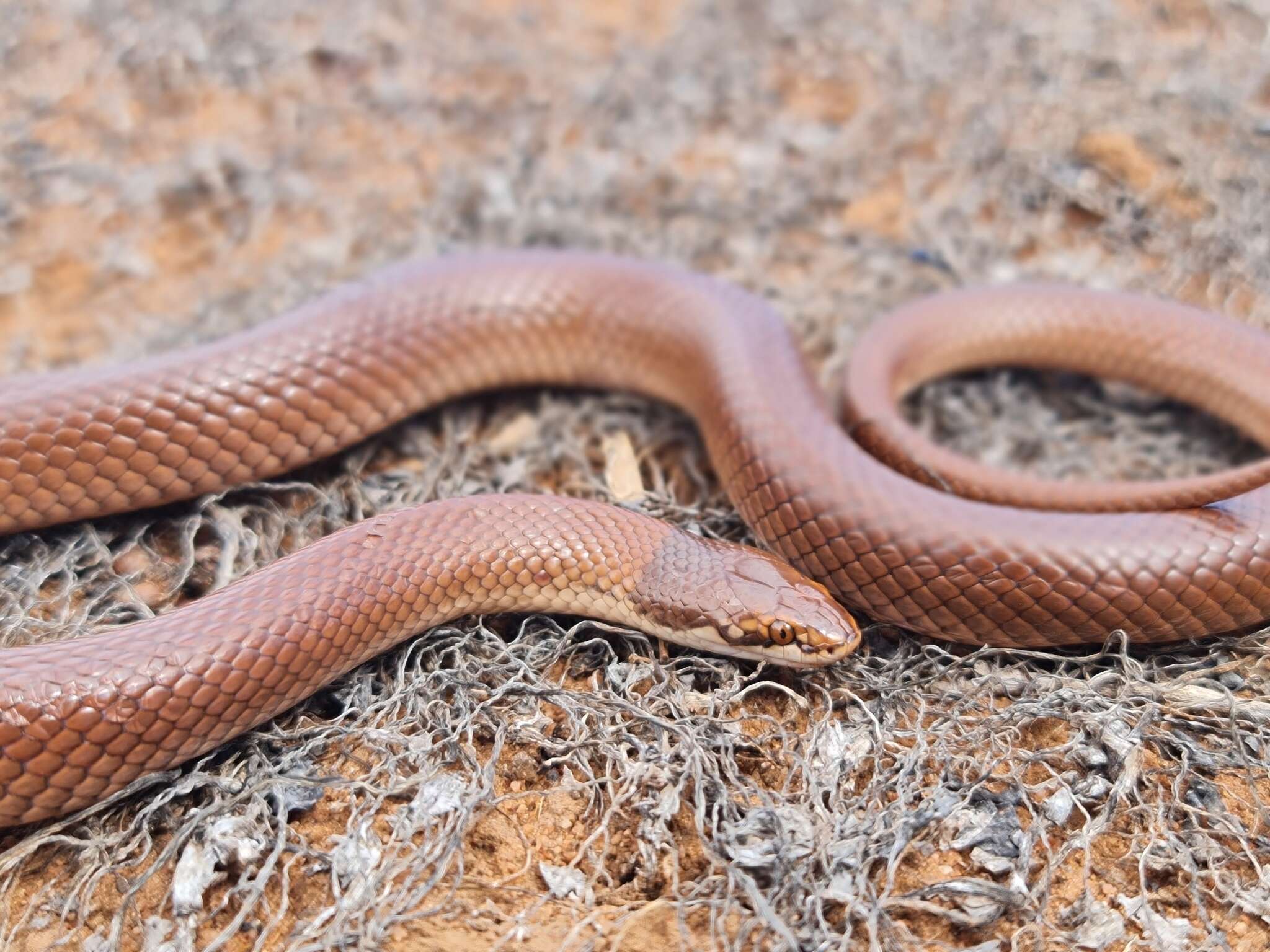 Image of Curl snake