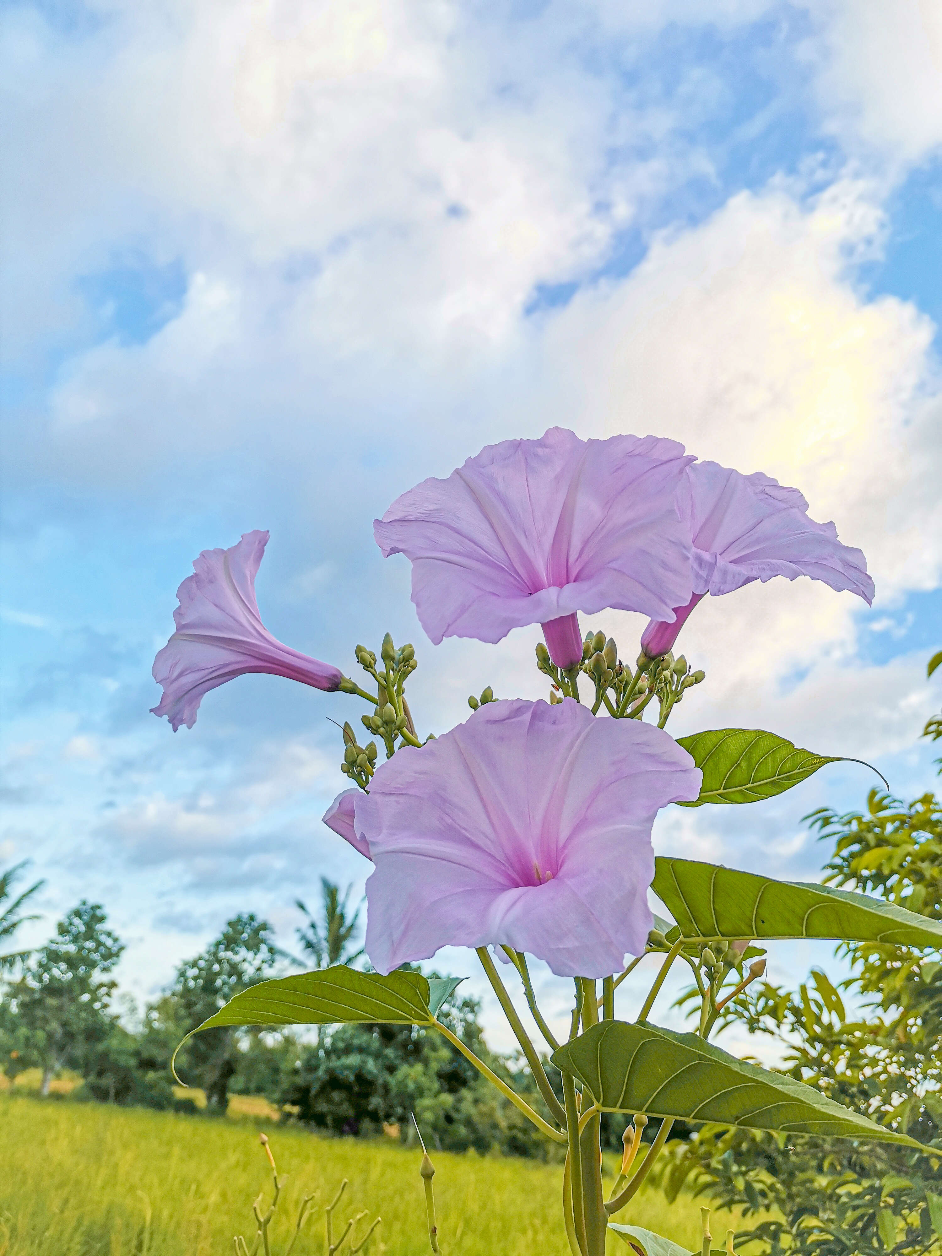 Слика од Ipomoea carnea Jacq.