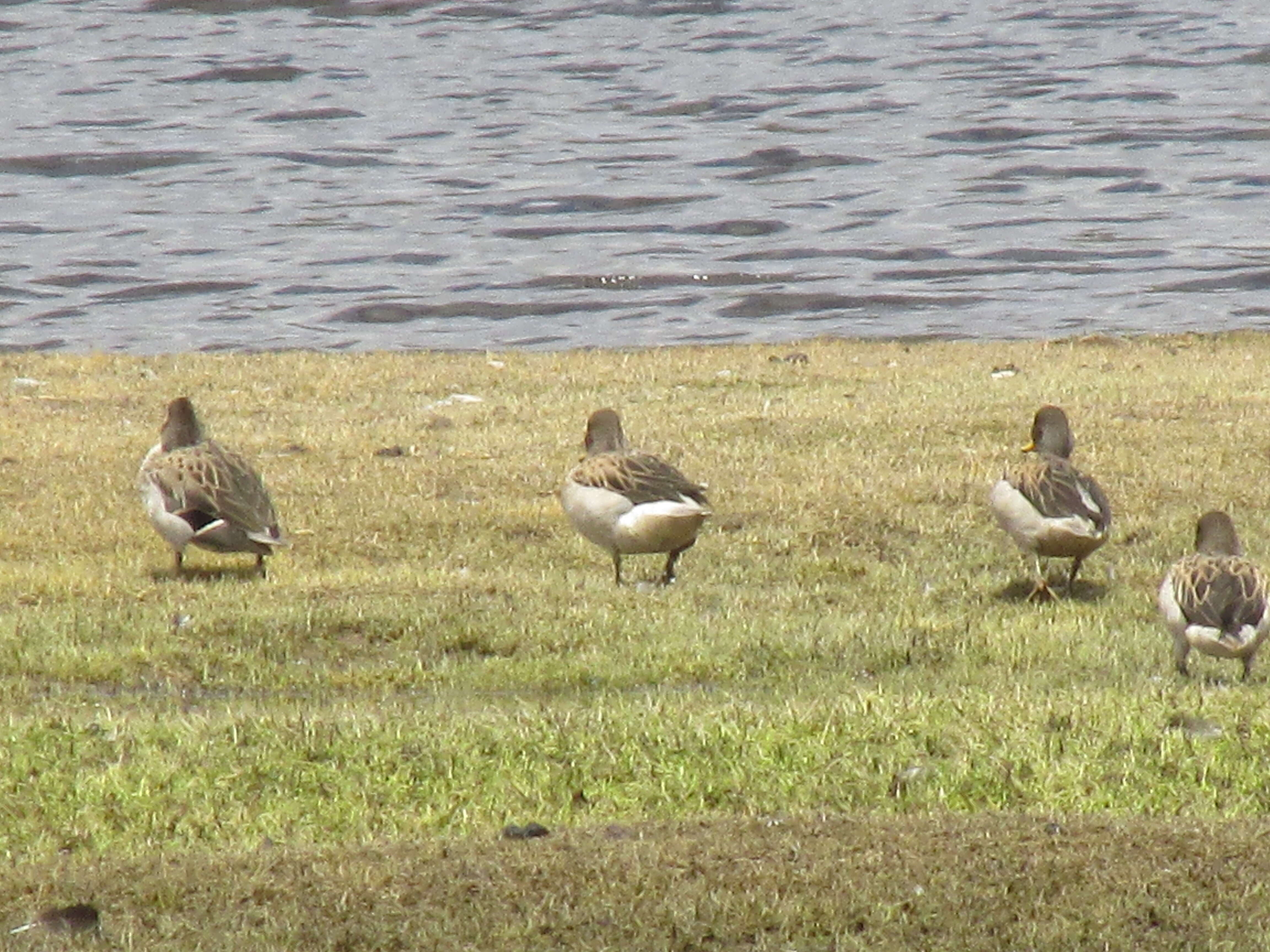 Image of Yellow-billed Teal