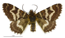 Image of Dasyuris callicrena