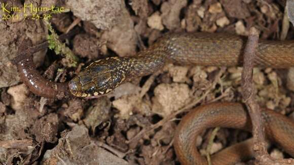 Image of Japanese Keelback