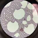 Imagem de Staphylococcus xylosus