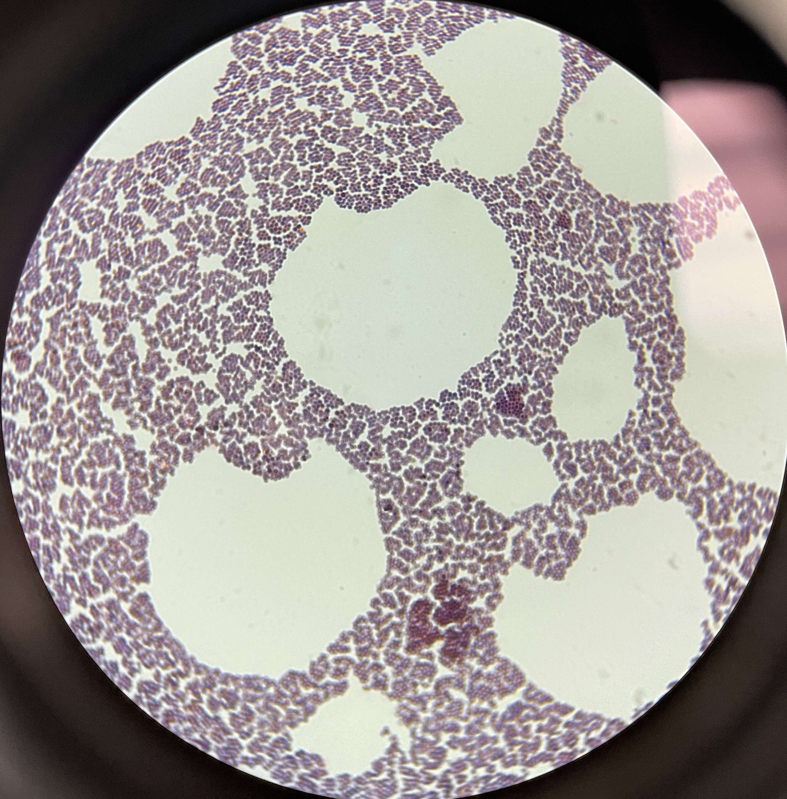 Image de Staphylococcus xylosus