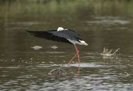 Image of Black-winged Stilt