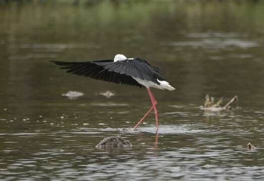 Image of Black-winged Stilt