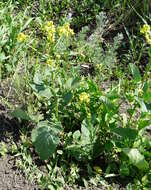 Image of charlock mustard