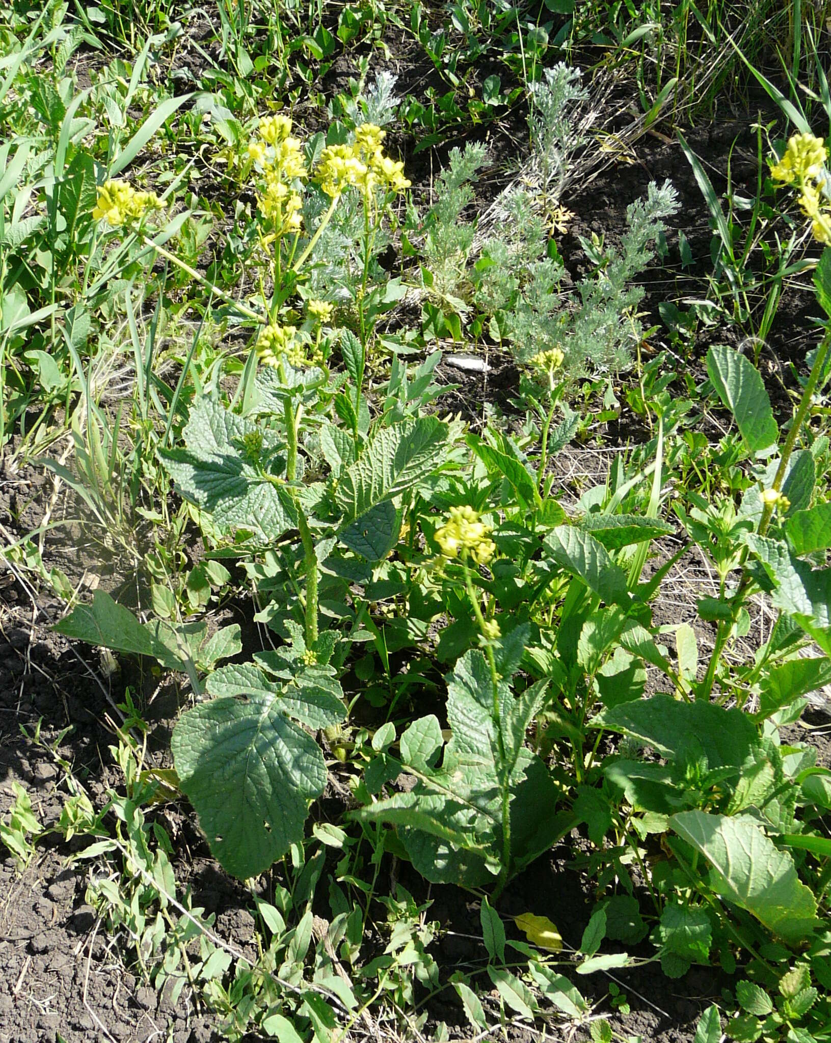 Image of charlock mustard