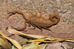 Image of Arizona Bark Scorpion