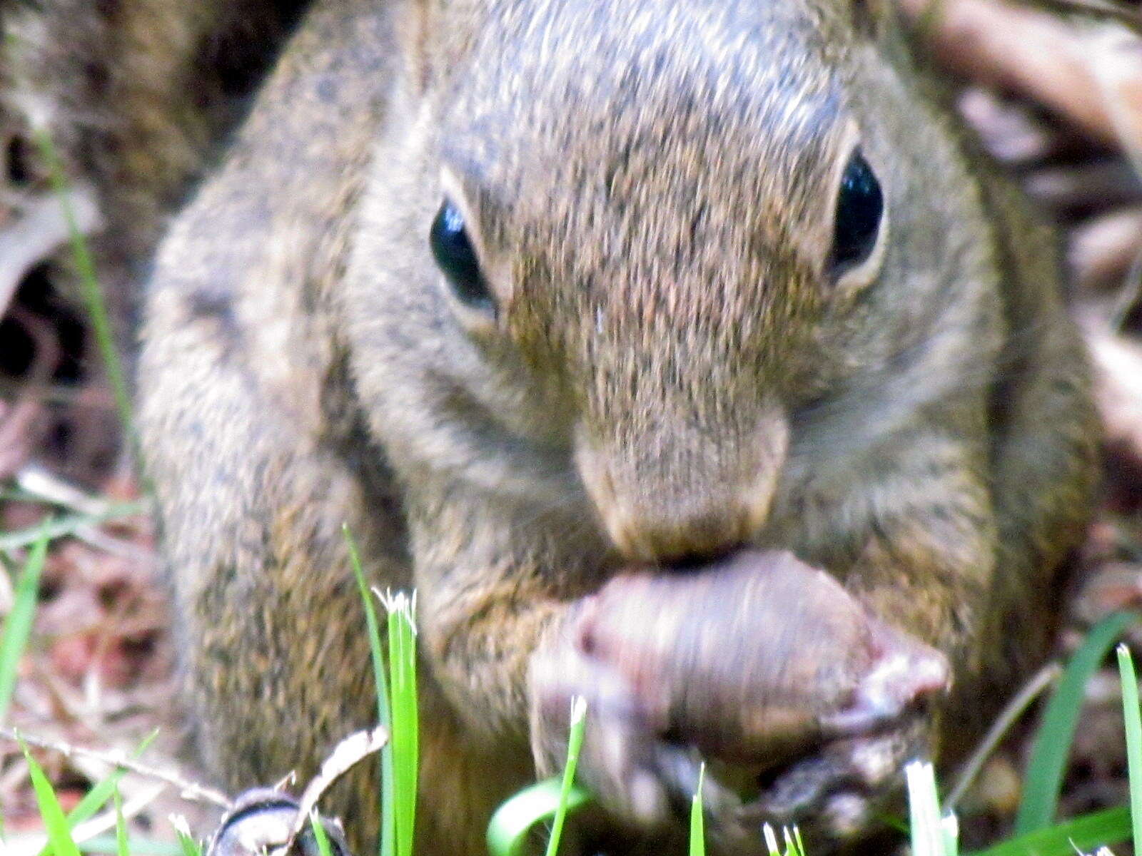 Image of Guianan Squirrel