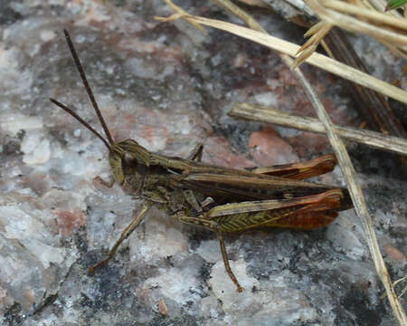 Image of Common Field Grasshopper