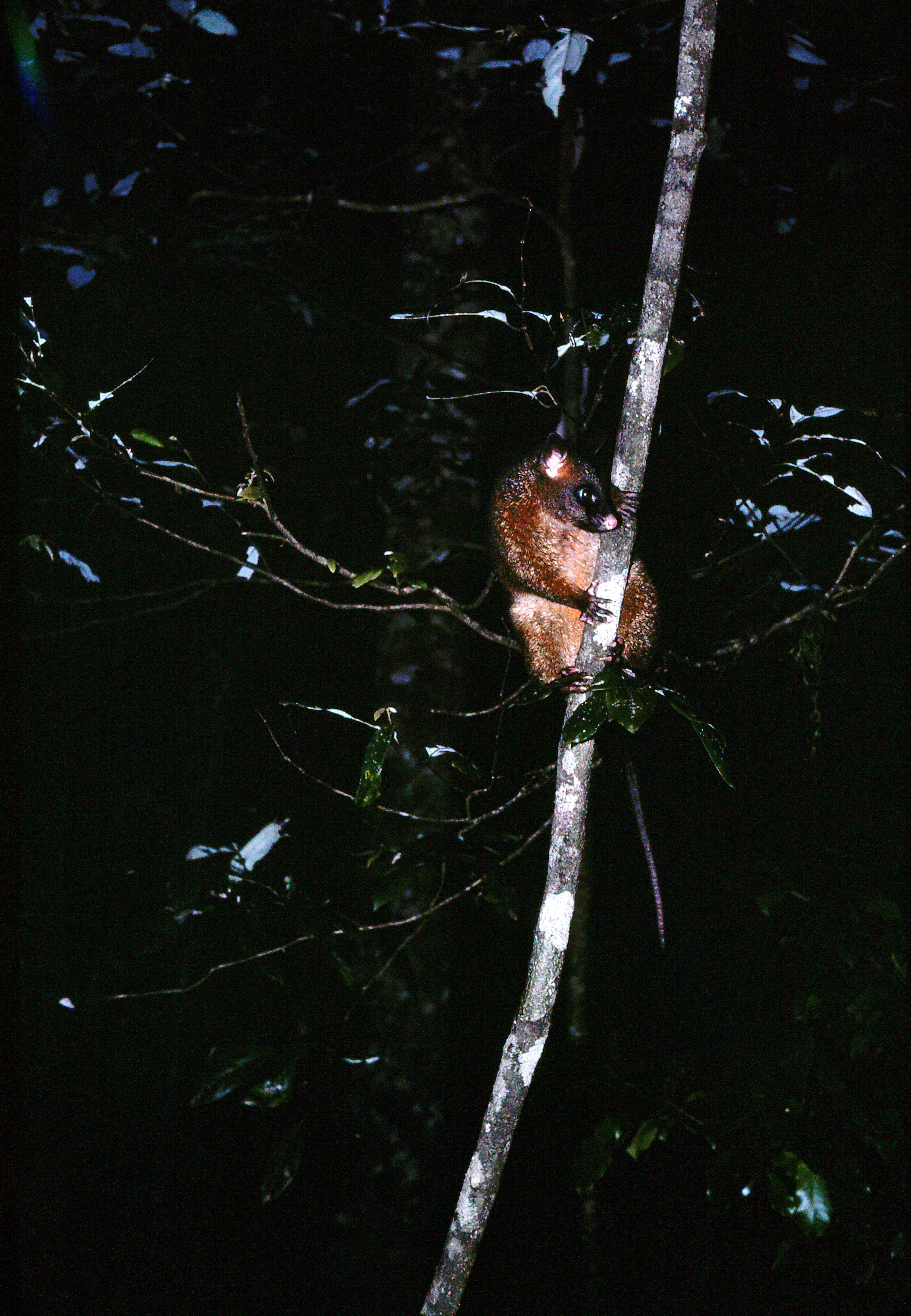 Image of Coppery Brushtail Possum