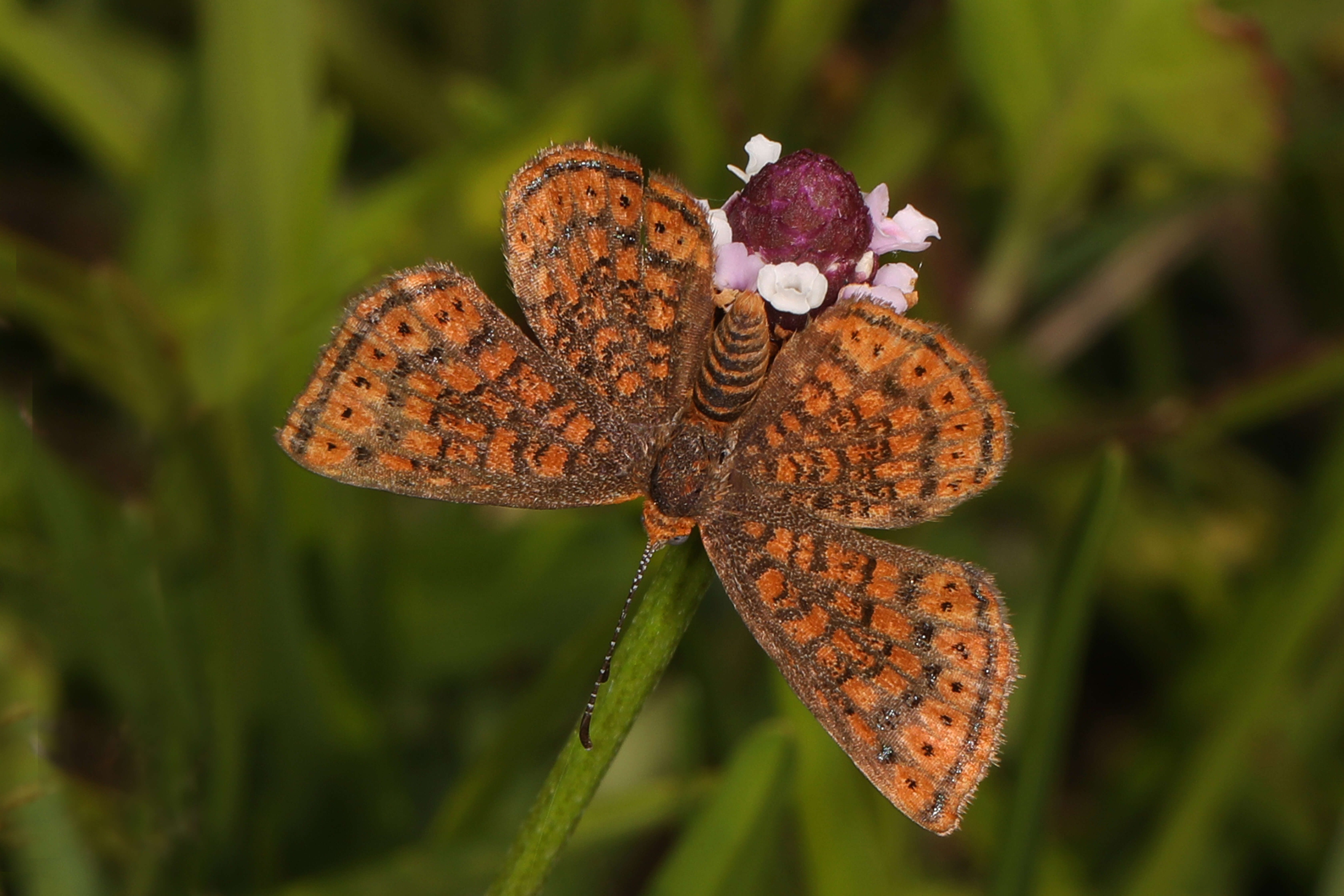 Image of Little Metalmark