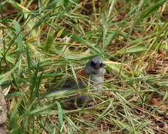 Image of Yellow-eyed Junco