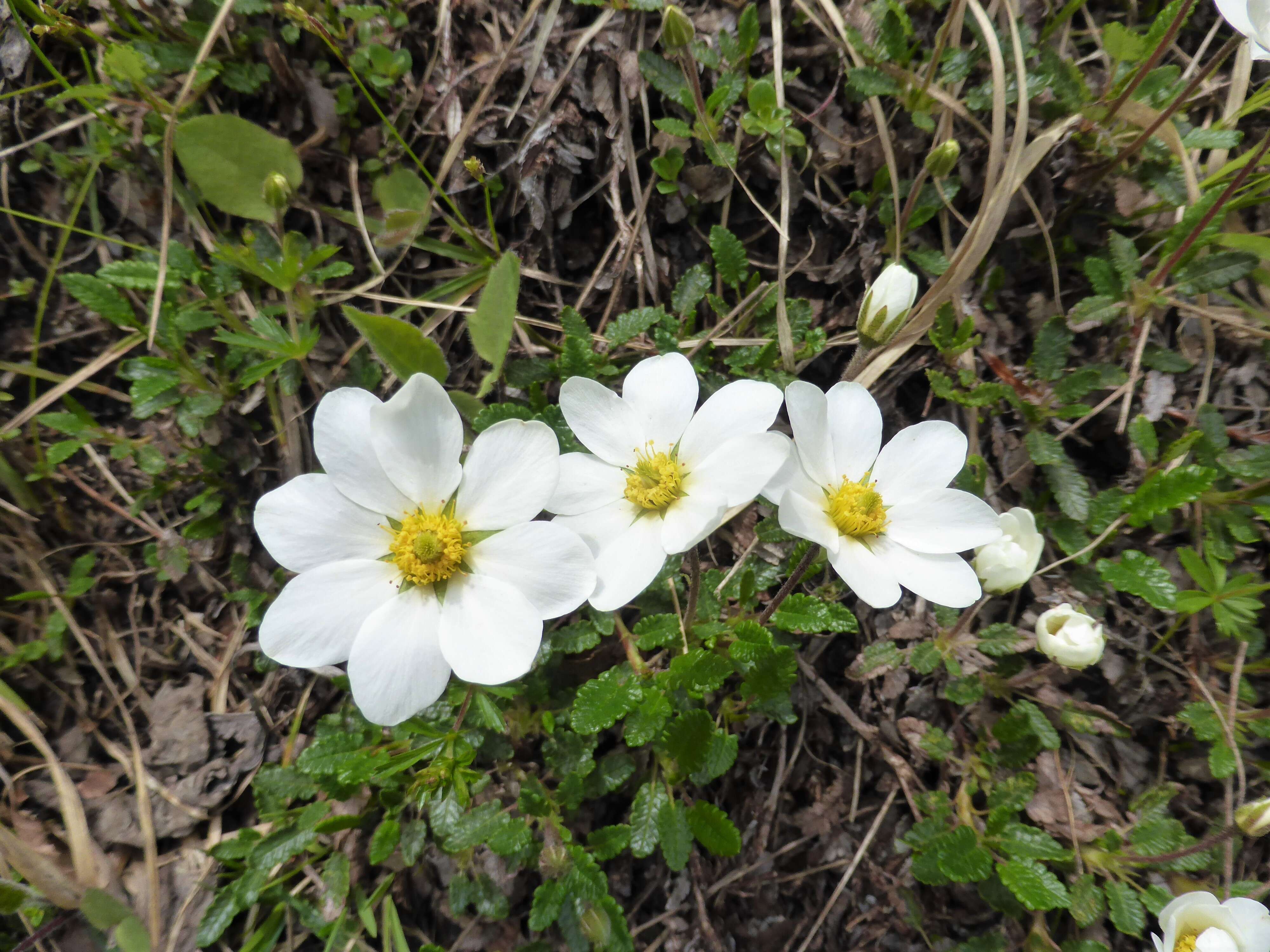 Imagem de Dryas octopetala L.