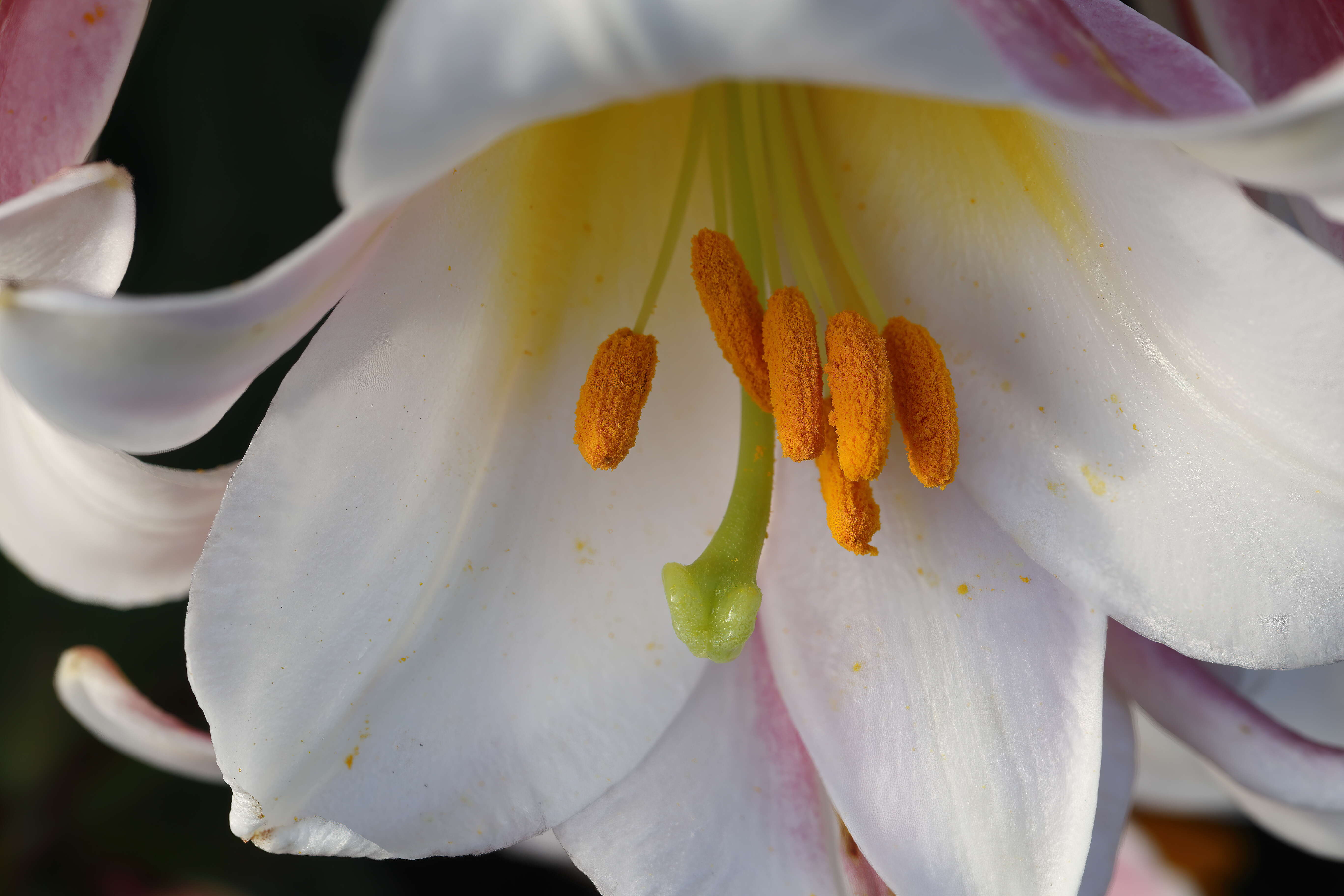 Imagem de Lilium regale E. H. Wilson