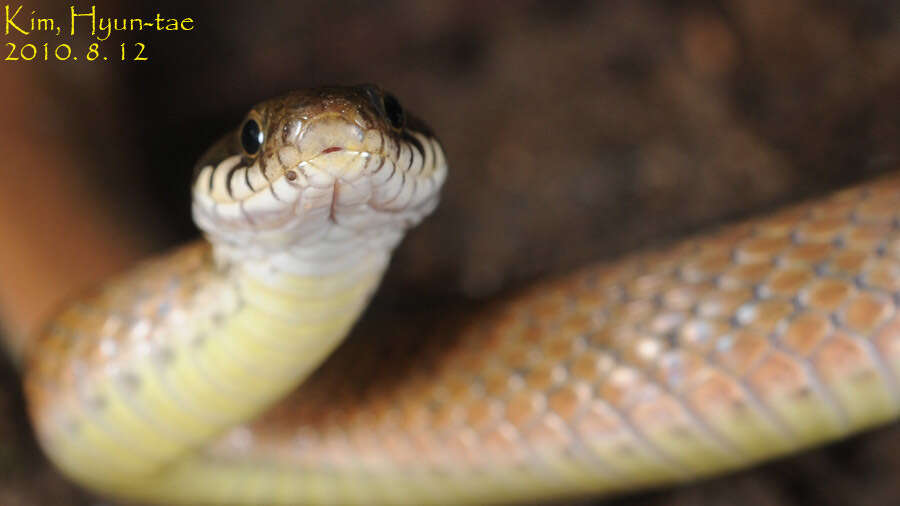 Image of Japanese Keelback