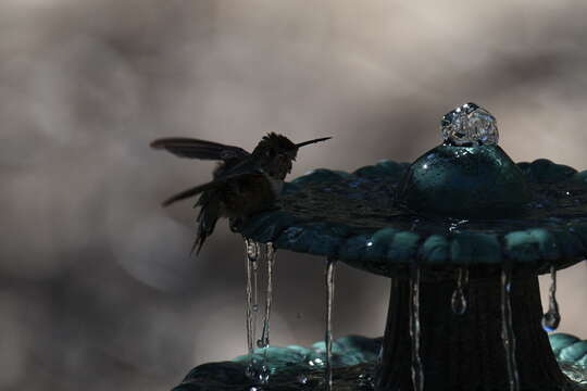 Image of Broad-tailed Hummingbird