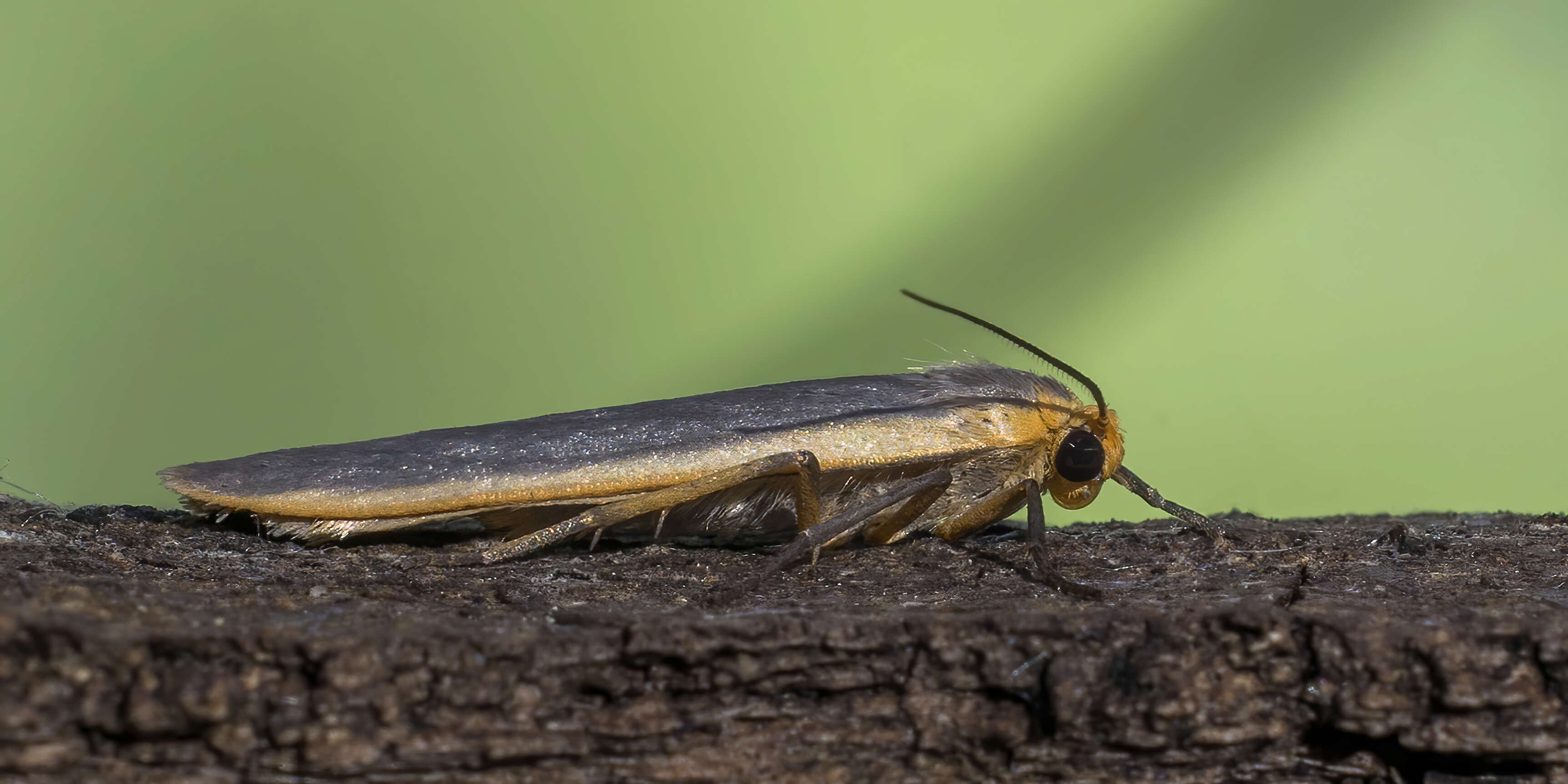 Image of common footman