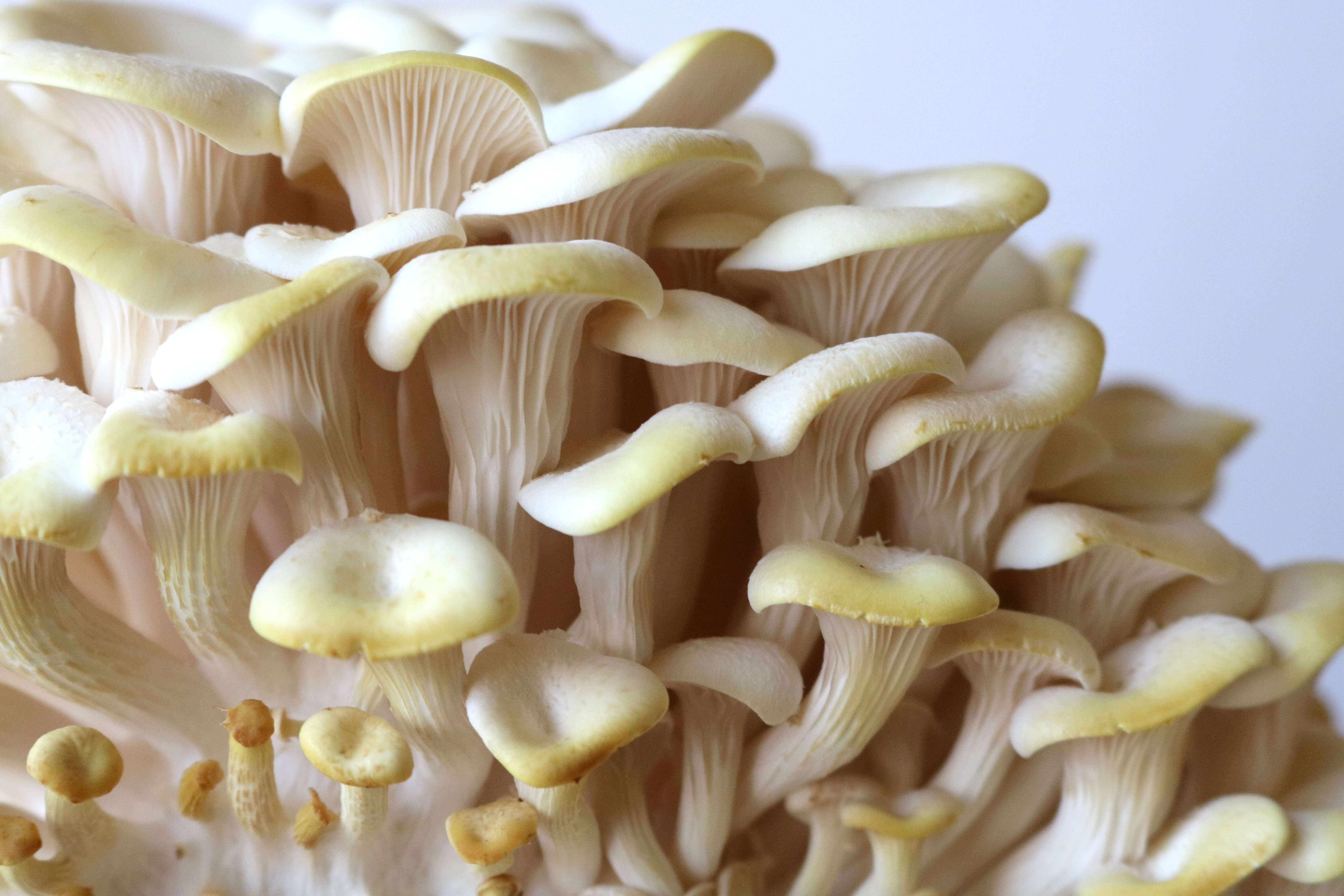 Pleurotus citrinopileatus Singer 1942 resmi