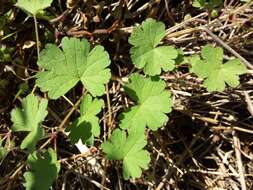 Image of Round-leaved Crane's-bill