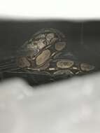 Boa constrictor imperator Daudin 1803 resmi