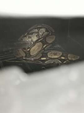 Image of Central American Boa