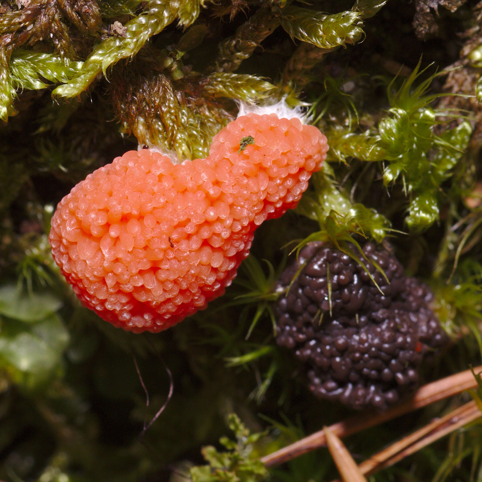 Image of Tubifera ferruginosa