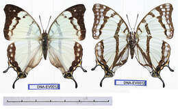 Image of Charaxes zoolina Westwood (1850)