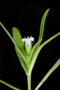 Image of longleaf summer bluet