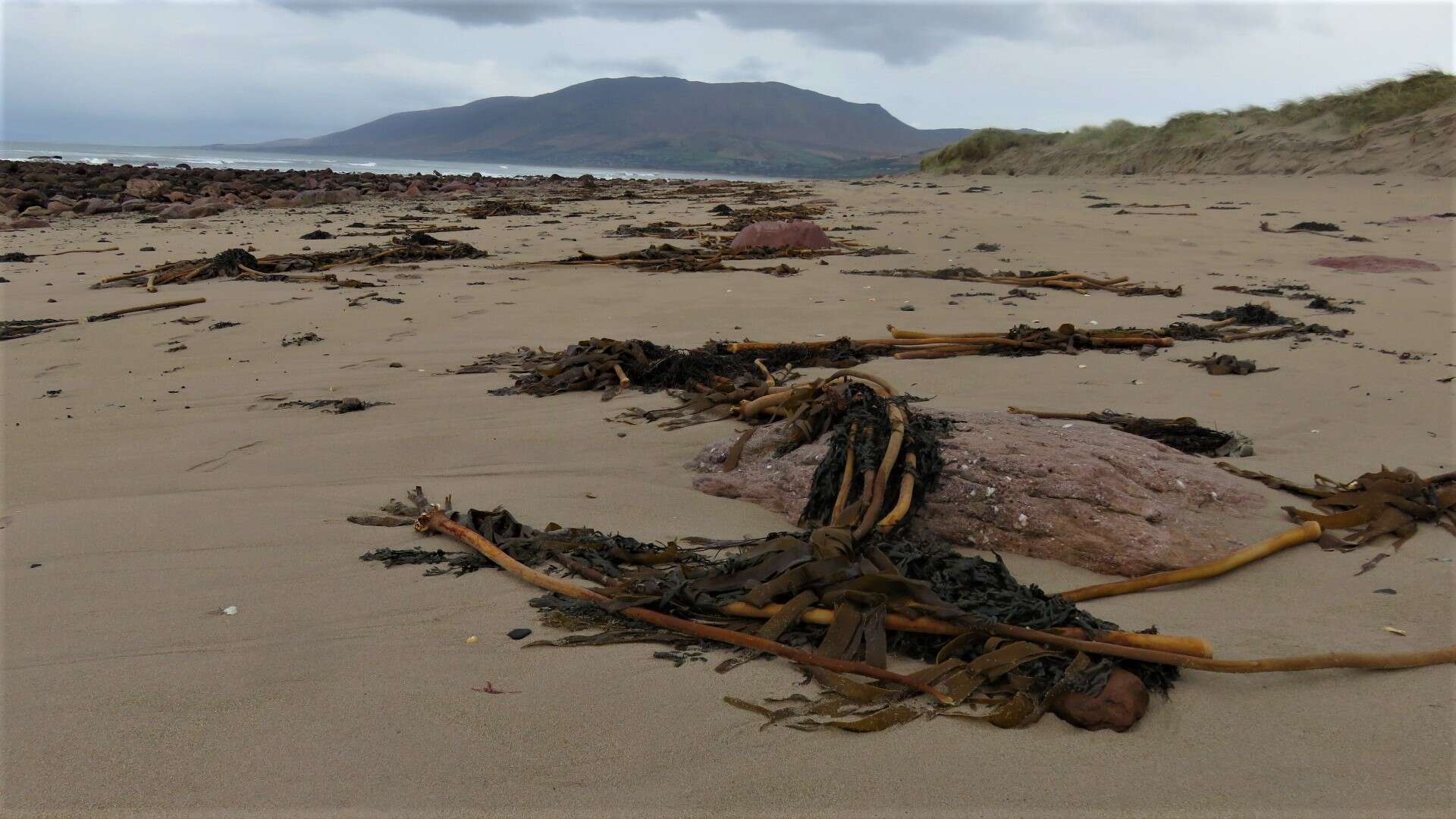 Image of European beachgrass