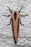 صورة Creatonotos gangis Linnaeus 1763