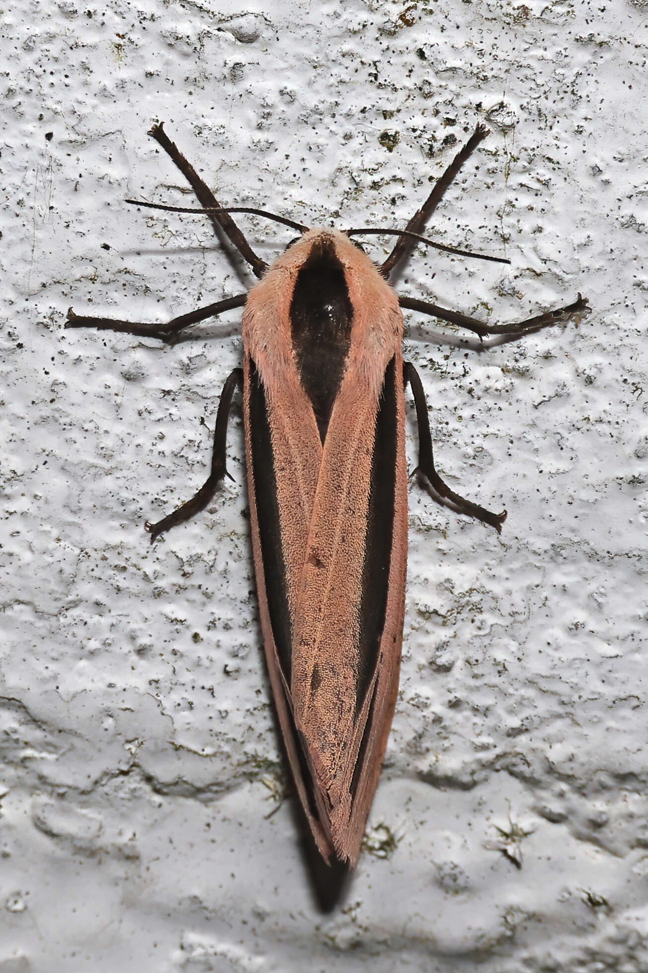 صورة Creatonotos gangis Linnaeus 1763