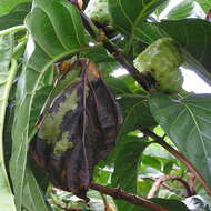 Image of Indian mulberry