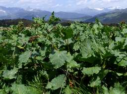 Image of Munk's rhubarb