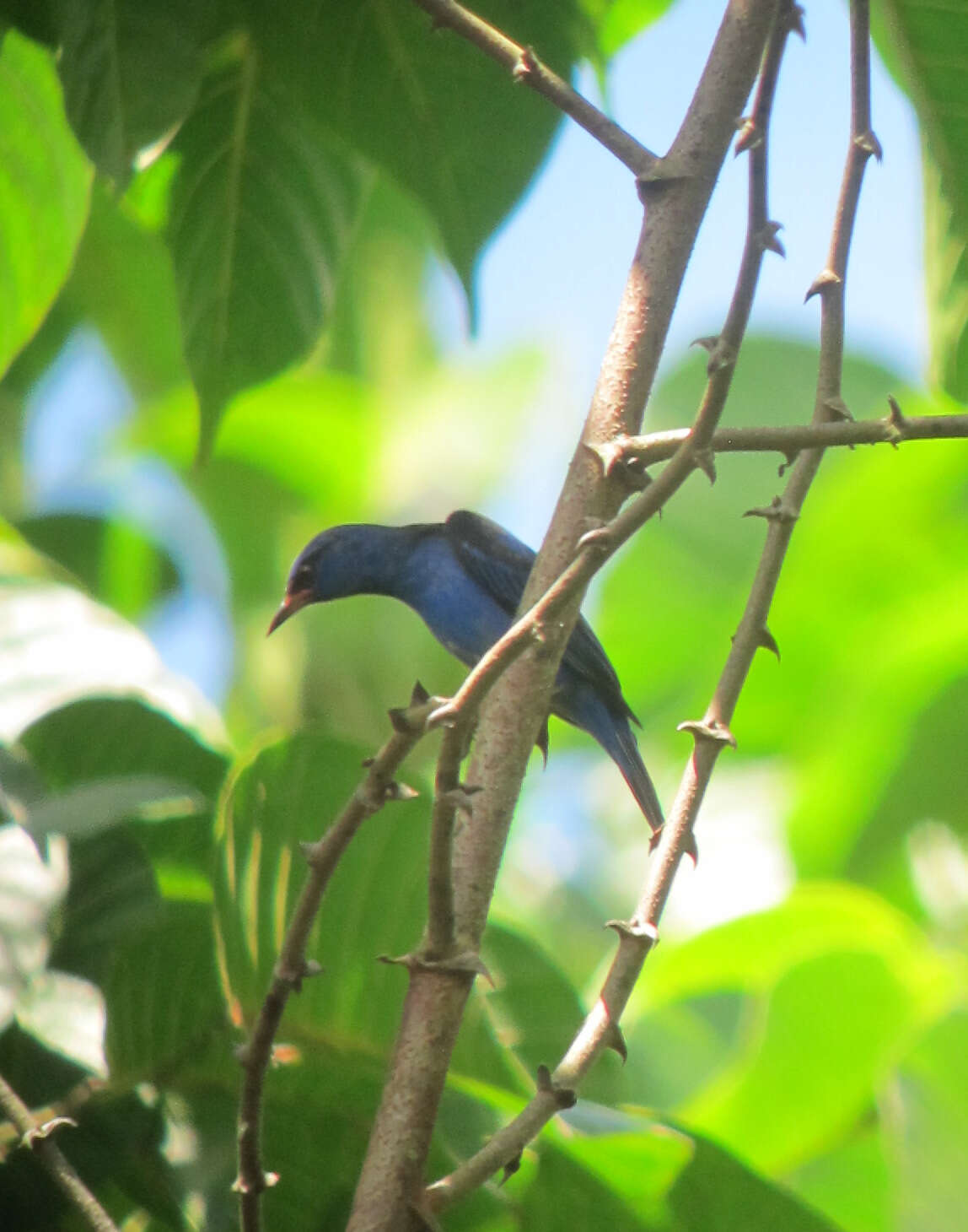 Imagem de Dacnis cayana (Linnaeus 1766)