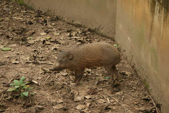 Image of pygmy hog