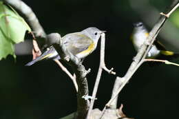 Image of American Redstart